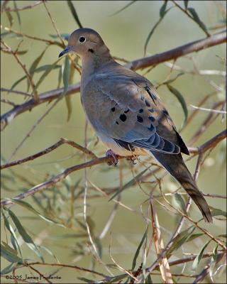 Mourning Dove