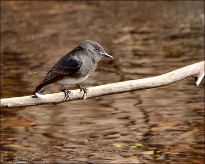 Black Phoebe