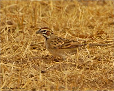 Lark Sparrow