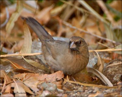 Abert's Towhee