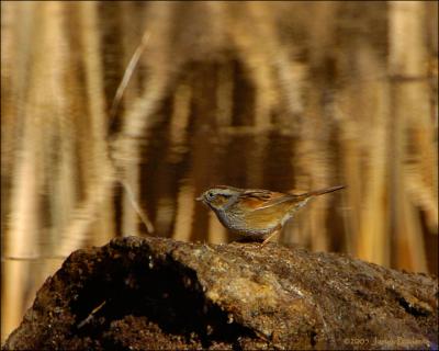 Swamp Sparrow
