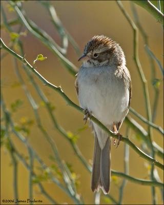 Brewer's Sparrow