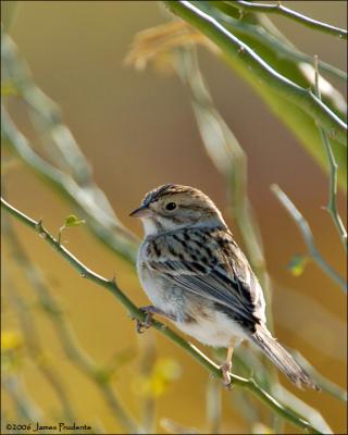 Brewer's Sparrow