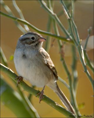 Brewer's Sparrow
