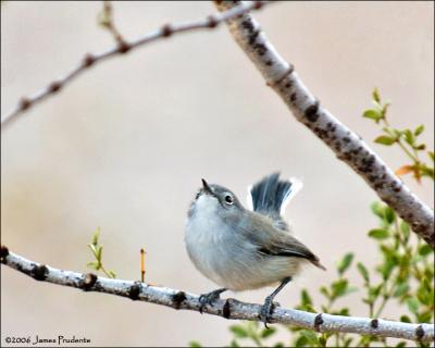 Black-tailed Gnatcatcher