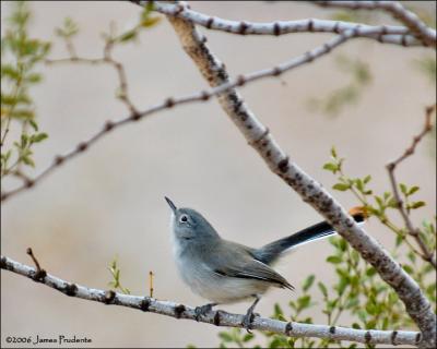 Black-tailed Gnatcatcher