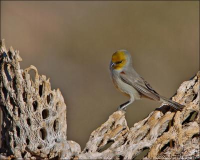 Verdin