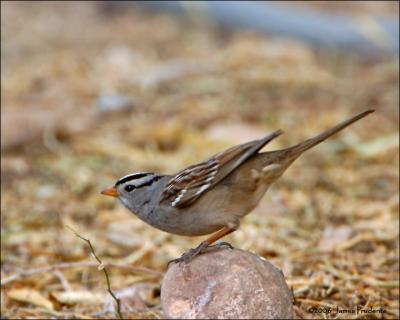 White-crowned Sparrow