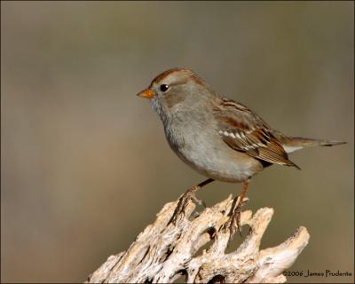 White-crowned Sparrow