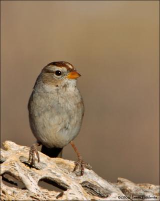 White-crowned Sparrow