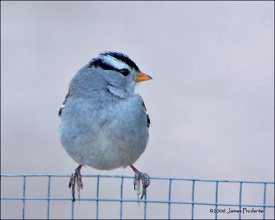 White-crowned Sparrow