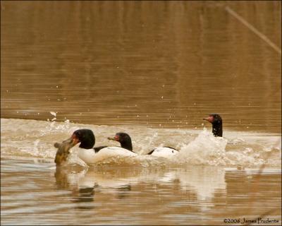 Common Merganser