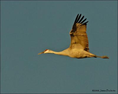Sandhill Crane