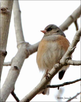 Pink-Sided Junco