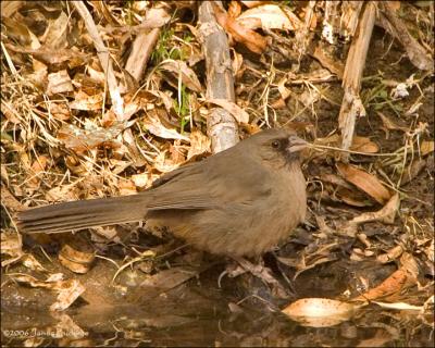 Abert's Towhee