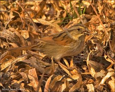 Swamp Sparrow