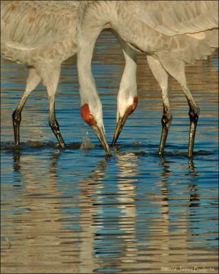 Sandhill Crane
