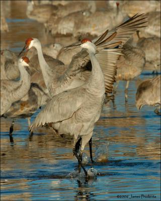 Sandhill Crane
