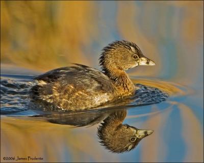 Pied-billed Grebe