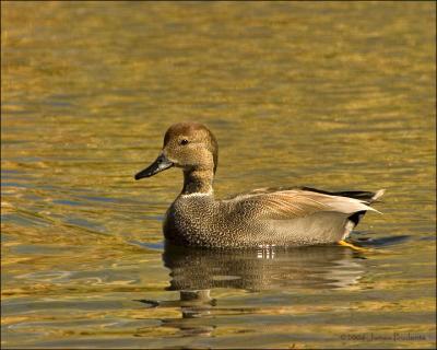 Gadwall