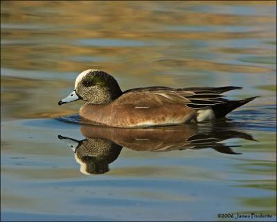 American Wigeon