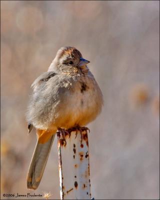Canyon Towhee