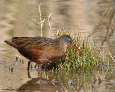 Virginia Rail