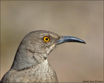 Curve-billed Thrasher