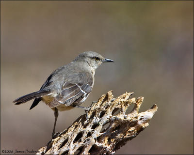 Northern Mockingbird