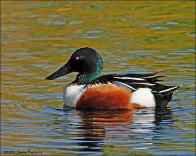 Northern Shoveler