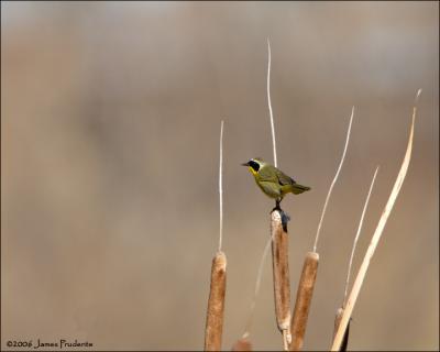 Common Yellowthroat