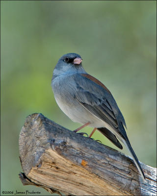 Gray-Headed Junco