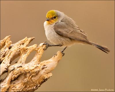 Verdin