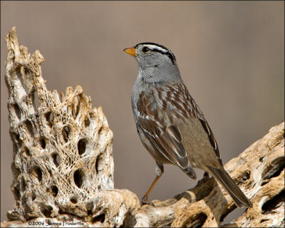 White-crowned Sparrow