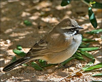 Black-throated Sparrow