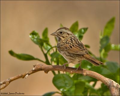 Lincoln's Sparrow