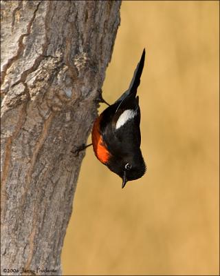 Painted Redstart