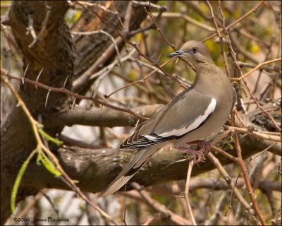 White-winged Dove