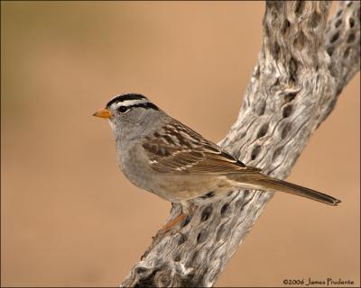 White-crowned Sparrow