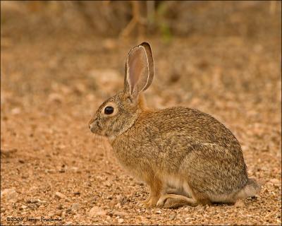 Desert Cottontail
