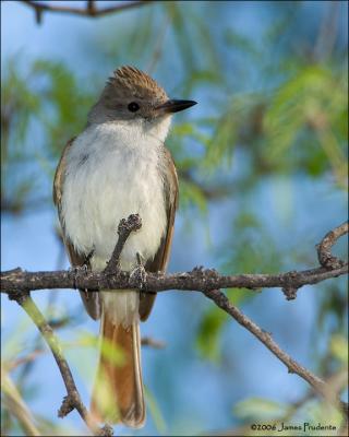 Ash-throated Flycatcher