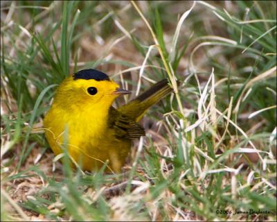 Wilson's Warbler