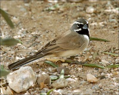 Black-throated Sparrow