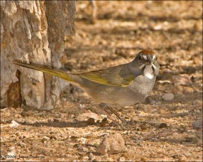 Green-Tailed Towhee