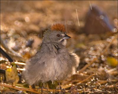 Green-Tailed Towhee