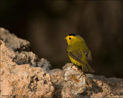 Wilson's Warbler