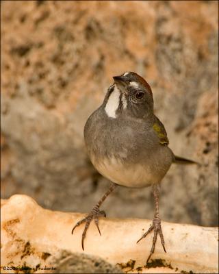 Green-Tailed Towhee