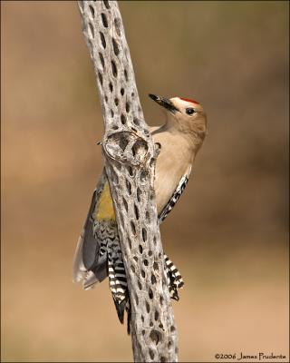 Gila Woodpecker