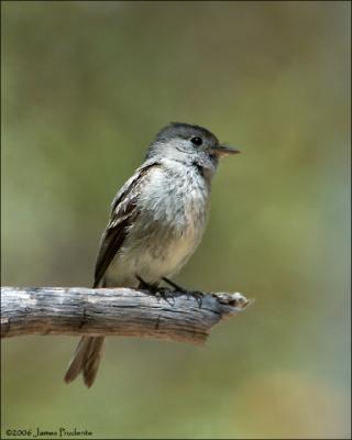 Western Wood-Pewee