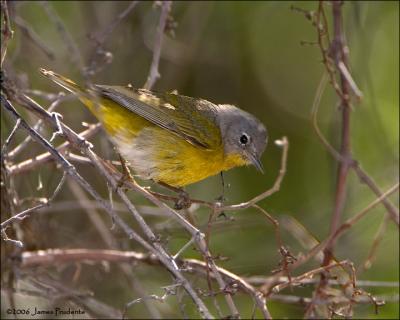 Nashville Warbler